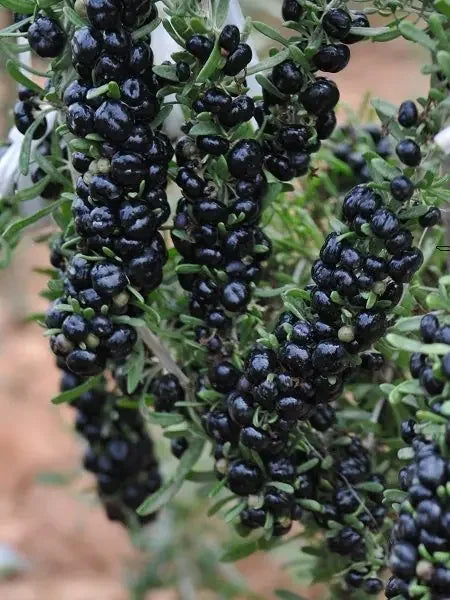 Gojiberry Fidanı - Siyah