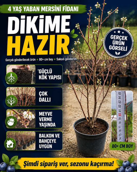 4 Yaş Yaban Mersini Fidanı