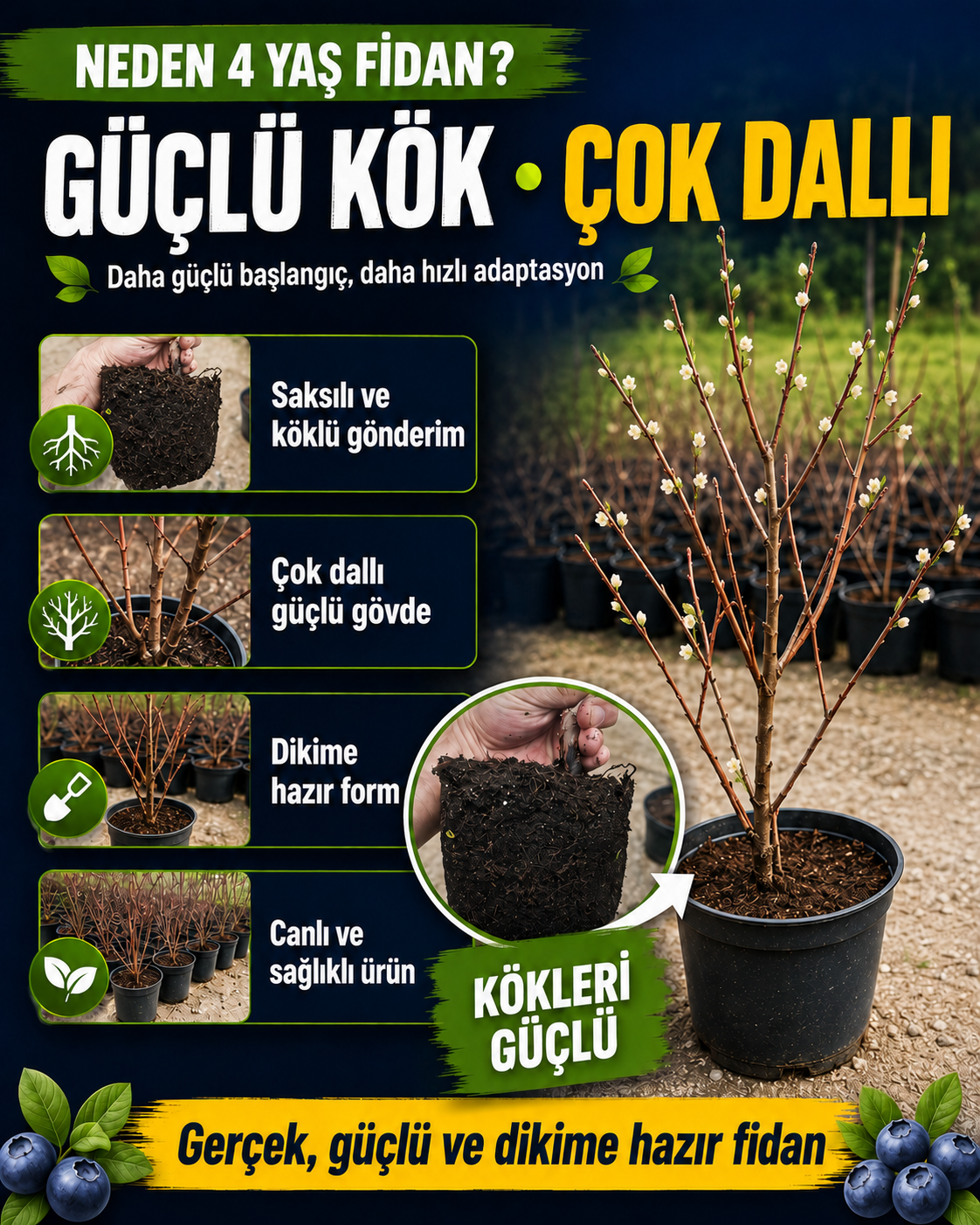 4 Yaş Yaban Mersini Fidanı
