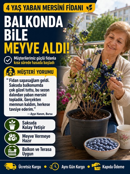 4 Yaş Yaban Mersini Fidanı