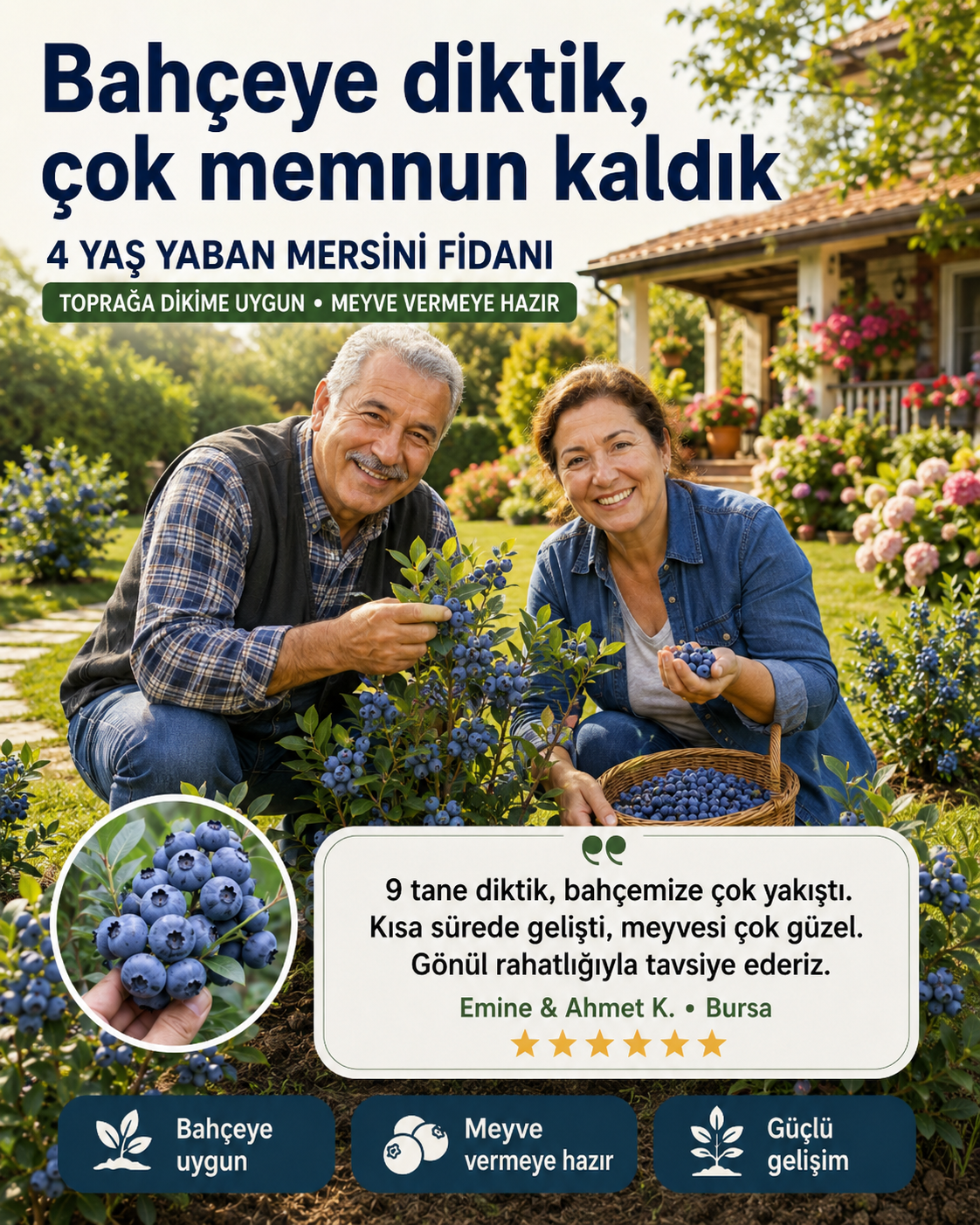4 Yaş Yaban Mersini Fidanı