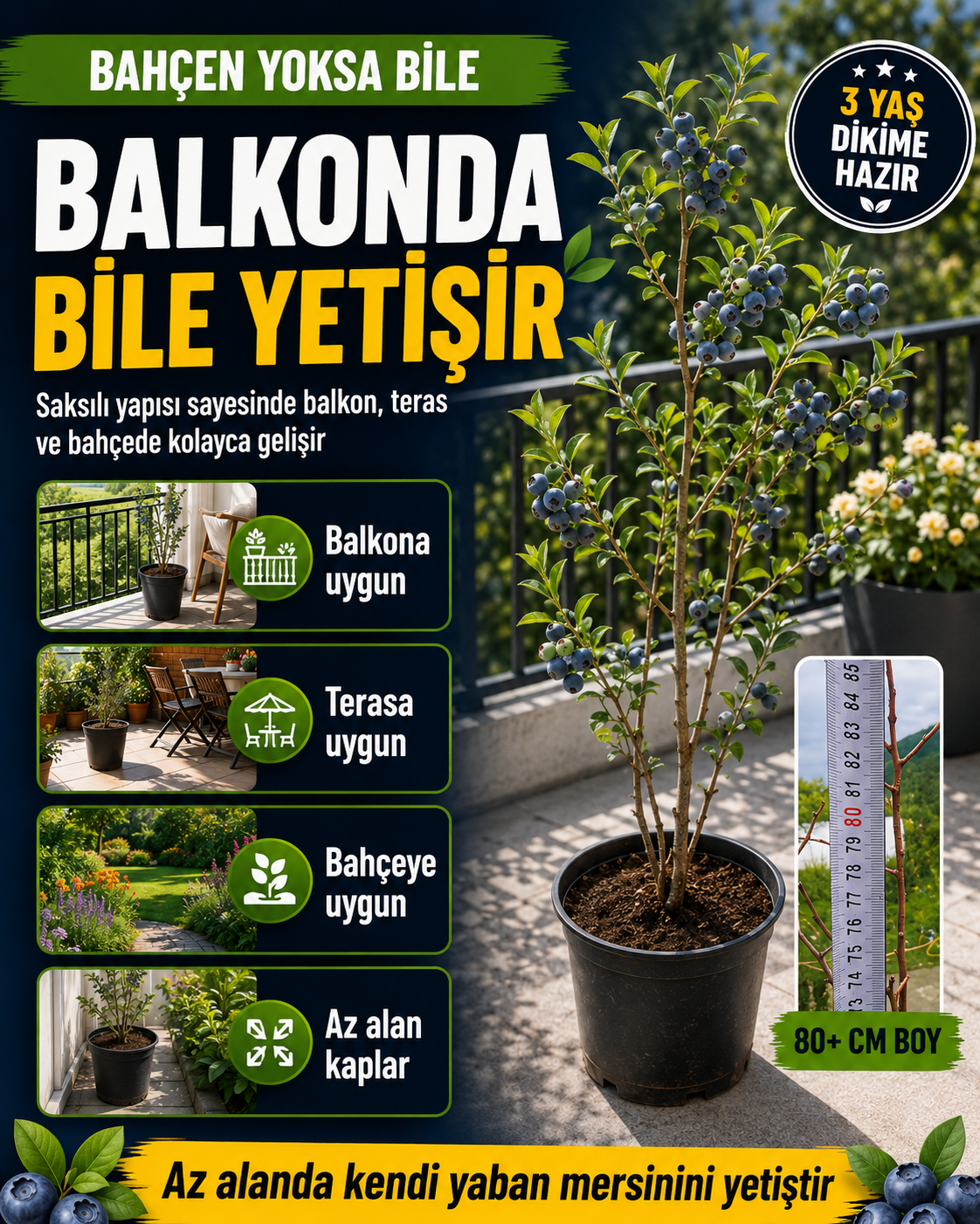 4 Yaş Yaban Mersini Fidanı