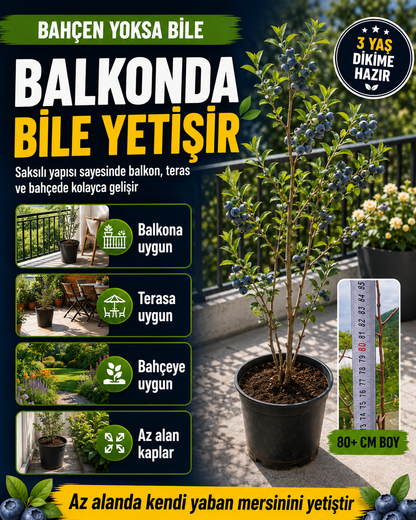 4 Yaş Yaban Mersini Fidanı