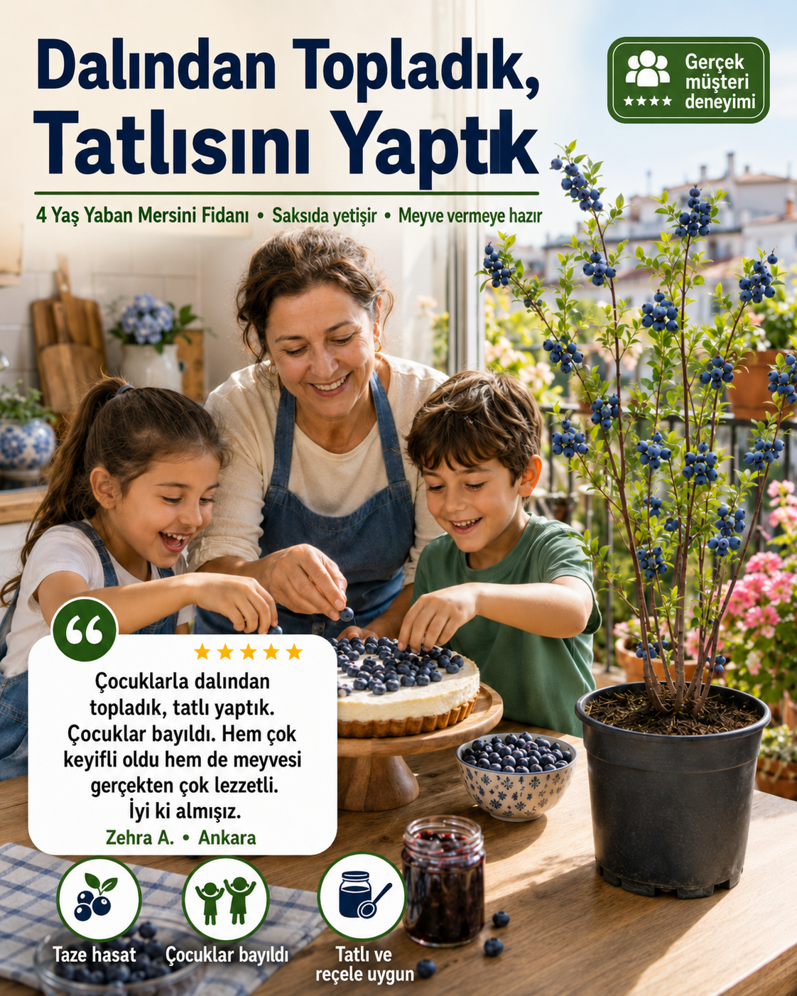 4 Yaş Yaban Mersini Fidanı