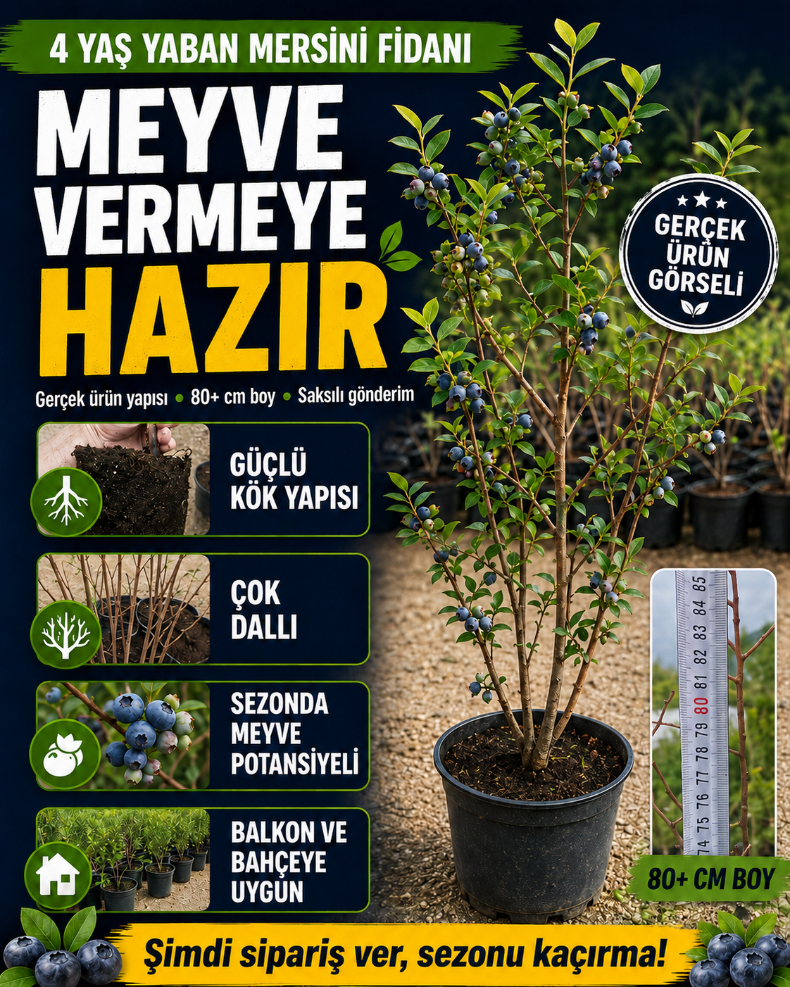 4 Yaş Yaban Mersini Fidanı