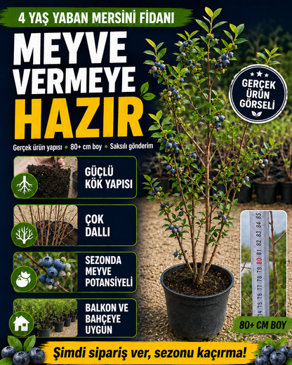 4 Yaş Yaban Mersini Fidanı