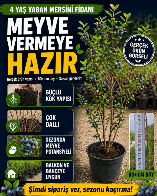 4 Yaş Yaban Mersini Fidanı